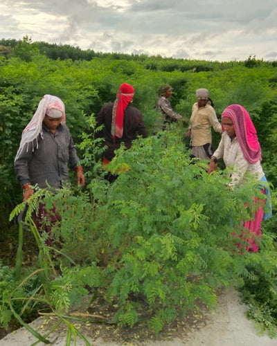 Experience the Magic of Indigo Extraction at Tarai Blue Farms