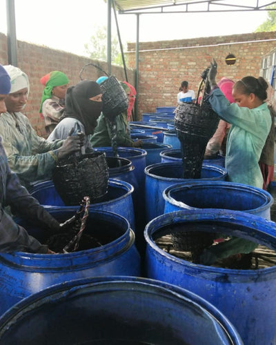 Experience the Magic of Indigo Extraction at Tarai Blue Farms