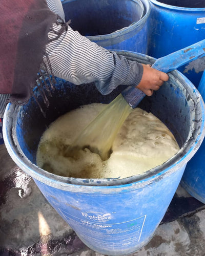 Experience the Magic of Indigo Extraction at Tarai Blue Farms